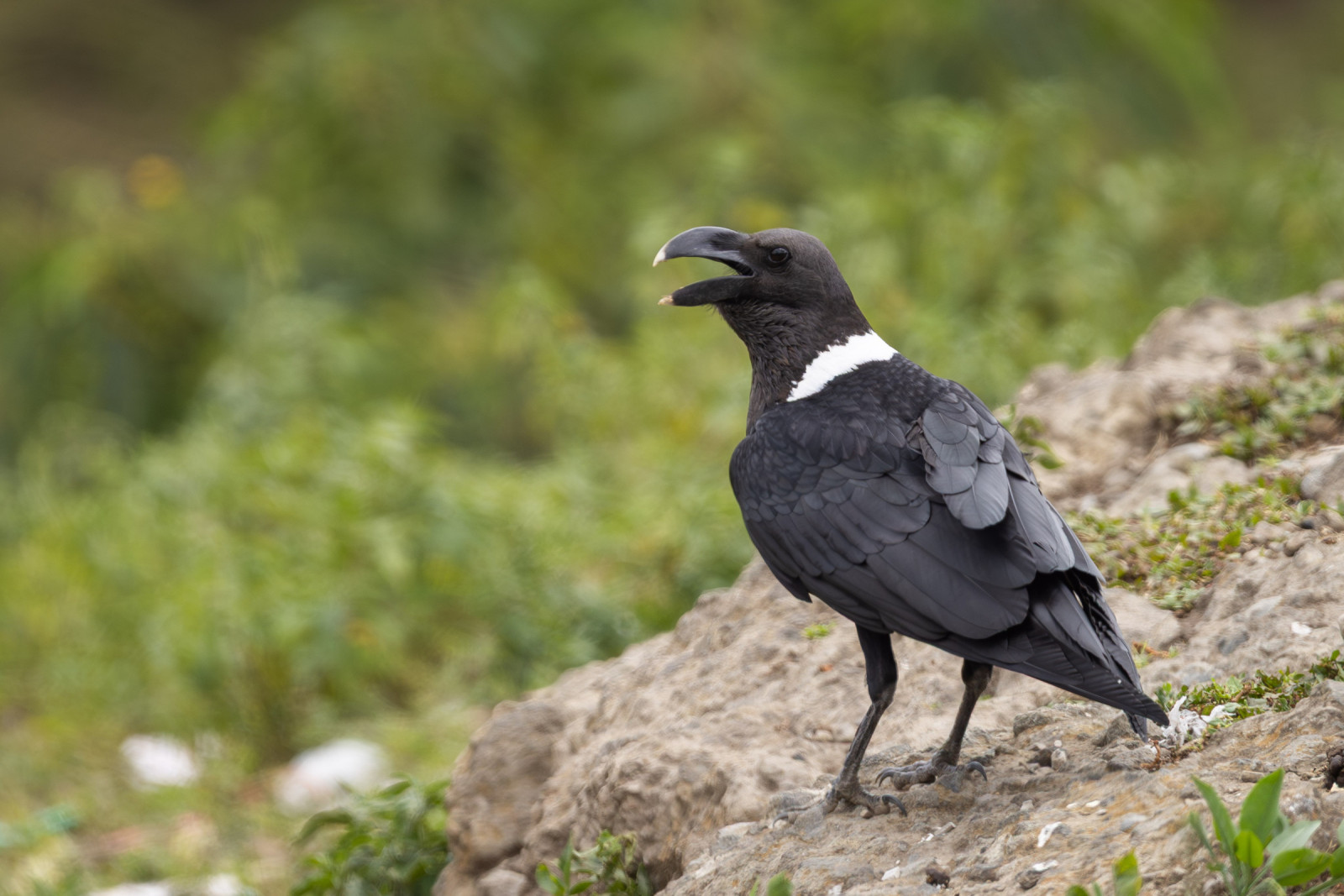 image White-necked Raven